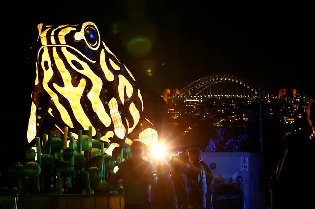 A giant lantern in the shape of an endangered corroboree frog sits against the backdrop of the Sydney Harbour Bridge during a preview of Taronga Zoo's inaugural contribution to the Vivid Sydney light festival, the annual interactive light installation and projection event around Sydney, Australia, May 24, 2016. (Photo by Jason Reed/Reuters)
