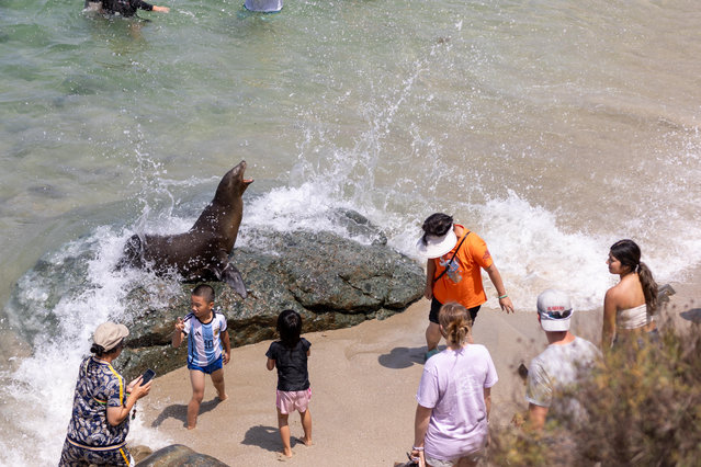 Beachgoers at La Jolla Cove are startled by a sea lion's reaction after getting too close., in San Diego, CA on July 25, 2024. (Photo by Grace Hie Yoon/Anadolu via Getty Images)