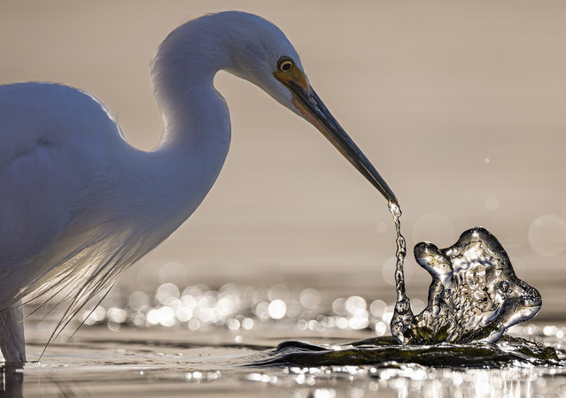 A little egret made big waves looking for small prawns and fish for its supper in Mandurah, Western Australia in the second decade of August 2024. (Photo by Paul Fenton/Solent News)