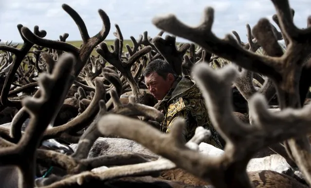 A herder is seen amidst antlers while working with reindeer at a camping ground, some 200 km (124 miles) northeast of Naryan-Mar, the administrative centre of Nenets Autonomous Area, far northern Russia, August 2, 2015. People, including local herders and members of their families, gathered at the site to mark Reindeer Day, a professional holiday of reindeer breeding workers, which is celebrated annually on August 2 in the region. (Photo by Sergei Karpukhin/Reuters)