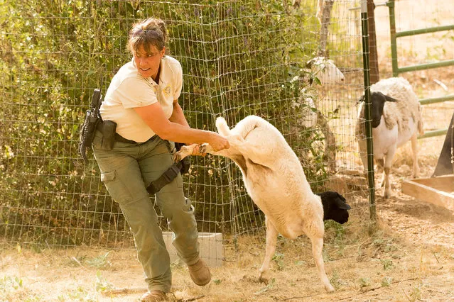 A sheep struggles as an animal control officer, who declined to be identified, tries to evacuate it as the Detwiller fire burns in Bear Valley, California, USA, 17 July 2017. According to reports, the Detwiller Fire in Mariposa County, has burned over 11,000 acres since it started on 16 July. (Photo by Noah Berger/EPA)