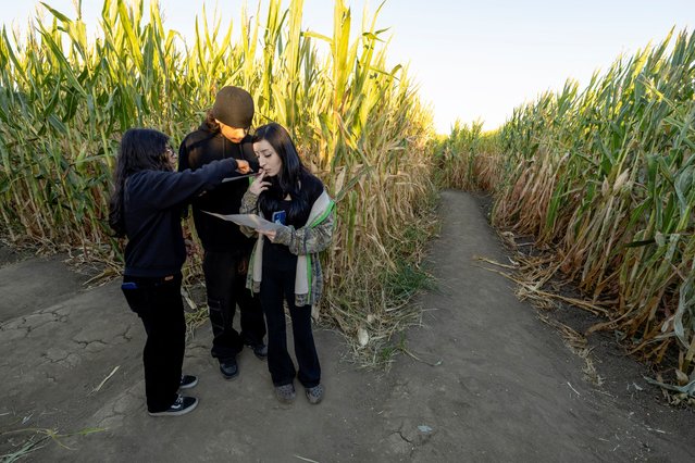 Visitors consult their maps at a crossroads while navigating one of the world's largest corn mazes at Cool Patch Pumpkins in Dixon, California on October 25, 2024. (Photo by Fred Greaves/Reuters)