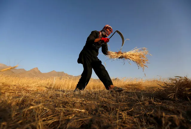An Afghan man harvests wheat on the outskirts of Kabul, Afghanistan July 11, 2016. (Photo by Mohammad Ismail/Reuters)
