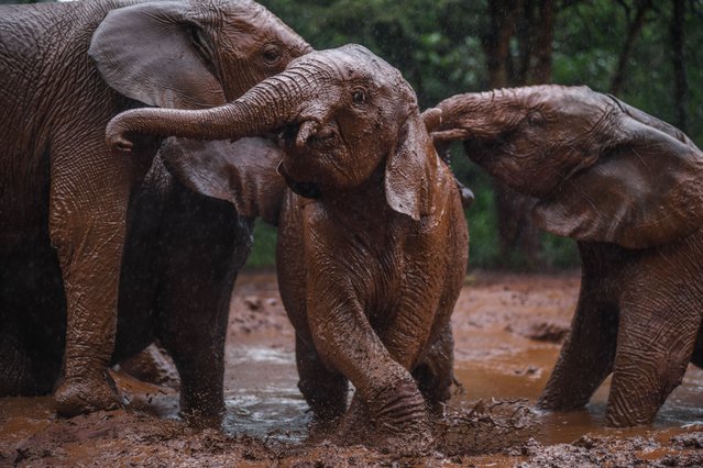Elephants are taken care of at the Sheldrick Wildlife Trust Elephant Orphanage in Nairobi National Park in Nairobi, Kenya on November 16, 2024. The national park is a rehabilitation center for elephants orphaned by poaching. (Photo by Gerald Anderson/Anadolu via Getty Images)