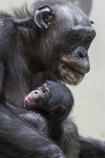 Young chimpanzee Lazima, born on July 29, lingers with mother Benga in the zoo in Basel, Switzerland, Wednesday, August 13, 2014. (Photo by Keystone, Georgios Kefalas/AP Photo)
