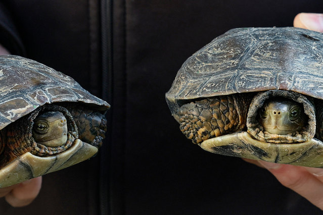 Two Iberian pond turtles are seen at the Animal Recovery Center El Saler in Valencia, Spain, 27 November 2024. More than 120 Iberian pond turtles have been rescued following the floods in Valencia after they were carried away by the current from their original habitat, appearing in towns like Paiporta and Catarroja where, almost a month later, neighbors continue finding them buried in the mud. Floods triggered by the DANA (high-altitude isolated depression) weather phenomenon hit the east of the country on 29 October 2024, devastating Valencia and neighboring provinces and leaving at least 229 people dead. (Photo by José Manuel Vidal/EPA/EFE)