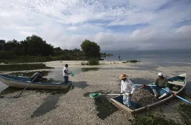 Local fishermen collect dead “popocha” fish at the lagoon of Cajititlan in Tlajomulco de Zuniga, Jalisco State, Mexico, on  September 1, 2014. At least 48 tonnes of fish have turned up dead in a lagoon in western Mexico and authorities are investigating whether a wastewater treatment plant is to blame. Officials in the state of Jalisco said late Sunday it was the fourth case of mass deaths at the Cajititlan lagoon this year in the town of Tlajomulco, south of Guadalajara. (Photo by Hector Guerrero/AFP Photo)