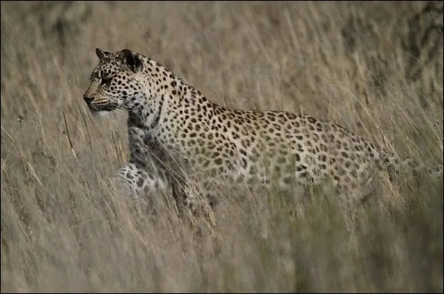 South African Leopard Catches Sandgrouse