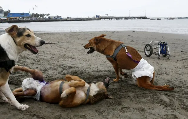 Paraplegic dogs play at Pescadores beach in Chorrillos, Lima, September 7, 2015. (Photo by Mariana Bazo/Reuters)