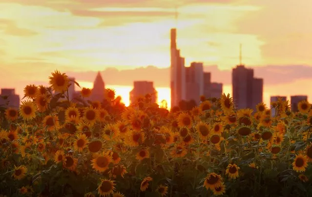 Sunflowers are seen as the sun sets behind the skyline of Frankfurt, Germany on September 1, 2022. (Photo by Kai Pfaffenbach/Reuters)