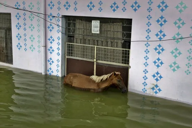 A horse stands in flood waters in front of the closed gate of a house in Allahabad, India, Sunday, August 21, 2016. Incessant monsoon rains in northern India have caused major rivers Ganges and Yamuna to overflow submerging many low lying areas. (Photo by Rajesh Kumar Singh/AP Photo)