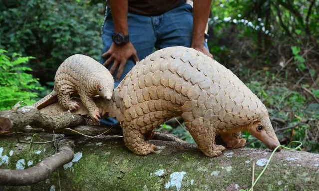 Radin the Sunda pangolin hitches a ride on Nita as their keeper looks on. The elusive and nocturnal Sunda pangolin produces only one or two offspring a year and Radin is the third pangolin baby born in Night Safari since 2011. (Photo by Wildlife Reserves Singapore)