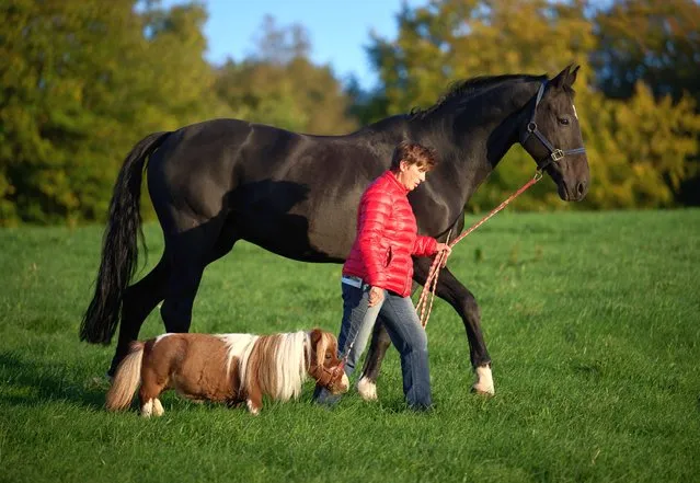 Riding instructor Carola Weidemann walks across a pasture with her Shetland pony Pumuckel and gelding Ron-Sheer in Breckerfeld, North Rhine-Westphalia on October 6, 2022. The three-year-old animal with a shoulder height of just 50 centimeters has been trained as a therapy horse and delights children and senior citizens. The riding instructor wants to have her XS horse entered in the Guinness Book of Records. (Photo by Bernd Thissen/Avalon)