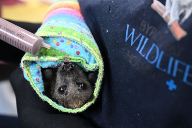 Vet staff tend to an injured flying fox with some urgently required food after being found injured in the cyclone on March 09, 2025 in Byron Bay, Australia. Australia's east coast is experiencing severe weather as ex-Tropical Cyclone Alfred moves south. While downgraded from cyclone status, the weather system continues to bring damaging winds, heavy rainfall, and flash flooding, particularly in the Gold Coast and northern NSW regions. Environmental charity Byron Bay Wildlife Hospital today reopened its doors to a flood of patients impacted by the destructive weather event. Working with local wildlife rescue groups, during the first few hours of re-opening native animal patients included an injured koala, an eastern grey kangaroo, a Flying fox, Sea Turtle hatchlings and a Swamp hen. Since 2020, the charity organisation operates a fully licensed veterinary hospital for sick, injured and orphaned wildlife. Reliant on donations, the hospital’s service is free of charge. (Photo by James D. Morgan/Getty Images)