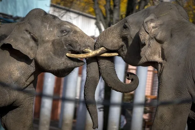 Two elephants face each other at Mykolaiv Zoo, Ukraine on Wednesday, October 26, 2022. (Photo by Emilio Morenatti/AP Photo)