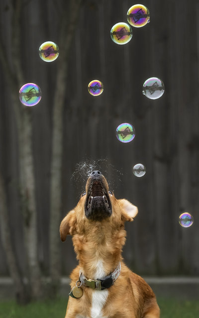 Raz, a miniature Australian shepherd mix living in San Jose, California, is captivated by bubbles in the first decade of March 2024. They come in many flavours, from ice cream to roast chicken. (Photo by Aidong Ning/Solent News)