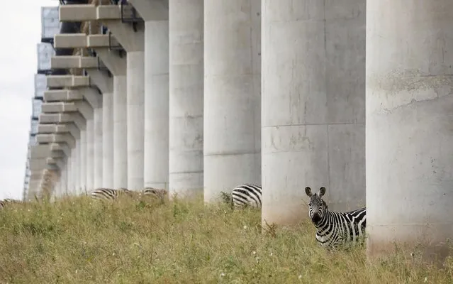 Zebras graze under the bridge of the Standard Gauge Railway (SGR) line, inside the Nairobi National Park in Nairobi, Kenya, July 9, 2020. (Photo by Baz Ratner/Reuters)