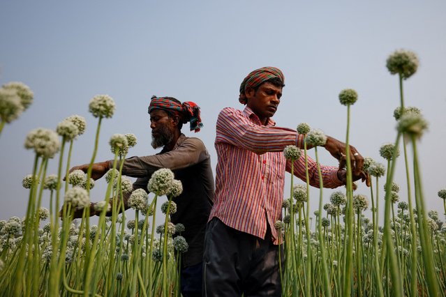 Workers gently rub their hands on onion flowers for pollination at a farm, in Faridpur, Bangladesh, on February 19, 2025. (Photo by Mohammad Ponir Hossain/Reuters)