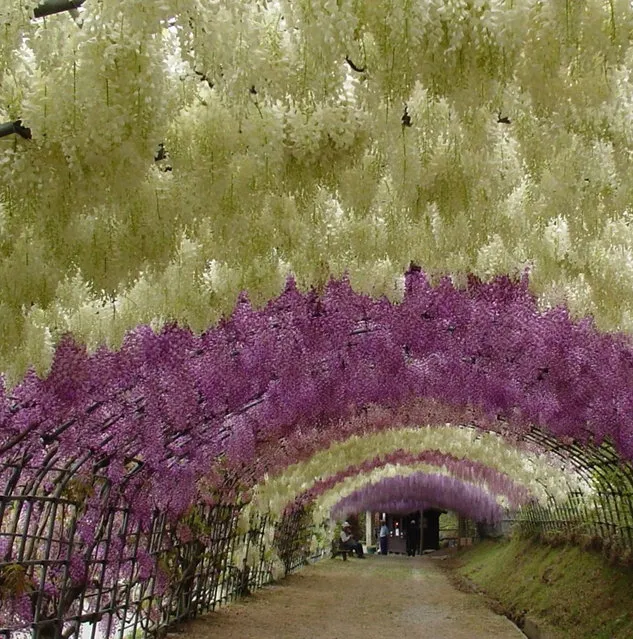 Kawachi Fuji Garden In Japan