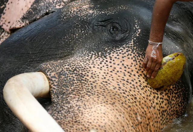 A mahout brushes his elephant as he washes it ahead of the annual Perahera (street parade) at Rajamha viharaya Buddhist temple in Colombo, Sri Lanka September 9, 2016. (Photo by Dinuka Liyanawatte/Reuters)