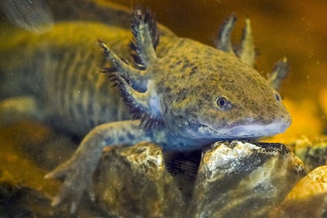 An axolotl swims in an aquarium at a museum in Xochimilco Ecological Park in Mexico City, Tuesday, February 11, 2025. (Photo by Marco Ugarte/AP Photo)