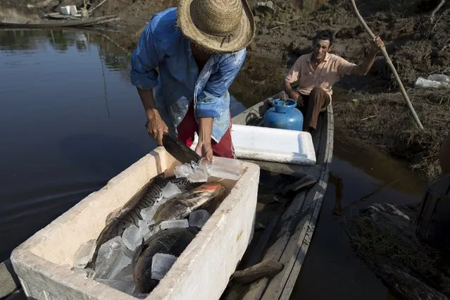 Eliakin Pereira Vale, 31 cools off fish with ice produced on solar-powered ice machines at Vila Nova do Amana community in the Sustainable Development Reserve, in Amazonas state, Brazil, September 24, 2015. (Photo by Bruno Kelly/Reuters)