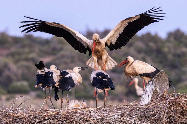 White storks on their nest on June 6, 2025 in Odiaxere, Lagos, southern Portugal, as an adult returns with food for its young. The female usually lays four eggs. Once hatched, chicks become independent after eight weeks and reach maturity from three years old. (Phoot by Jack Hill/The Times/The Sunday Times)