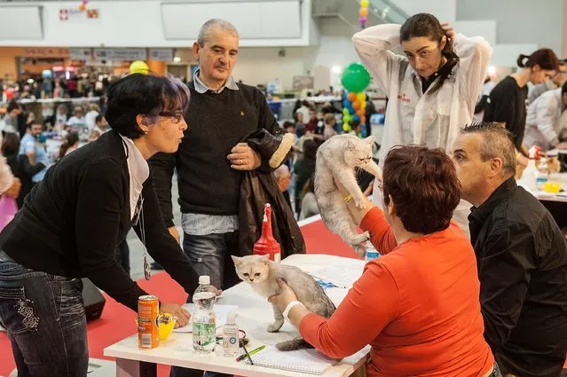 Cats are examined by the jury during the first day of the Super Cat Show 2014, on November 8, 2014 in Rome, Italy. (Photo by Giorgio Cosulich/Getty Images)