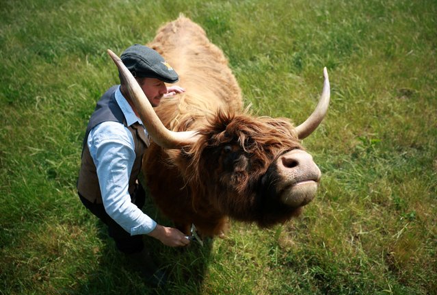 Farmer James McCune brushes a cow from a herd of Highland Cattle in a field at Dumble Farm in Arram, Britain, on June 17, 2025. (Photo by Phil Noble/Reuters)
