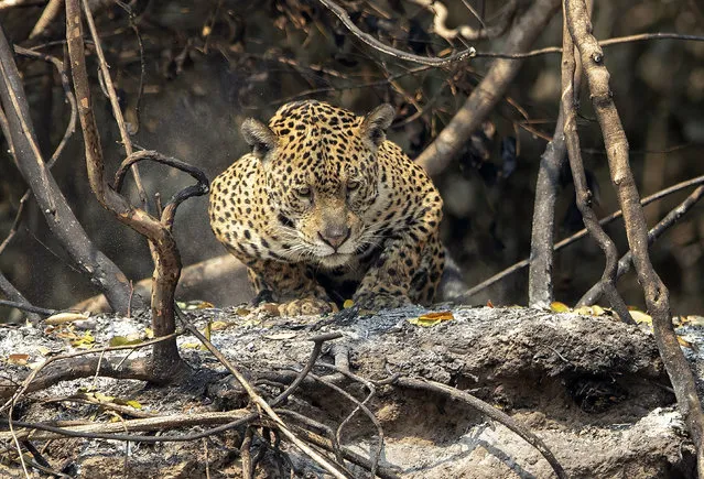 A jaguar crouches on an area recently scorched by wildfires at the Encontro das Aguas park in the Pantanal wetlands near Pocone, Mato Grosso state, Brazil, Sunday, September 13, 2020. Firefighters, troops and volunteers have been scrambling to find and rescue jaguars and other animals before they are overtaken by the flames, which have been exacerbated by the worst drought in 47 years, strong winds and temperatures exceeding 40 degrees centigrade (104 fahrenheit). (Photo by Andre Penner/AP Photo)