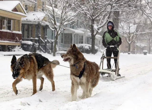 Rachel Miller drives her dogs Aja and Ivan on Oak Street in Kalamazoo, Mich, after a snow storm dumped as much as a foot of snow in the city, on November 18, 2014. (Photo by Mark Bugnaski/Kalamazoo Gazette-MLive Media Group)