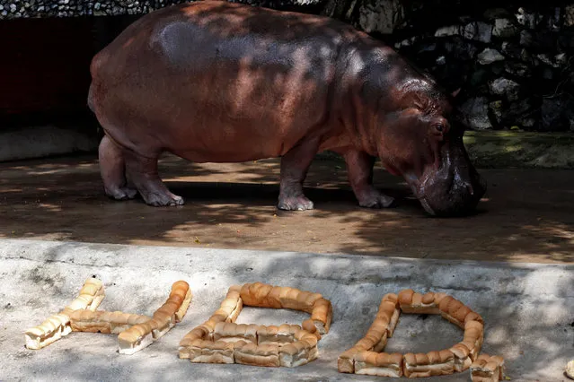 A female hippopotamus named “Mali”, which means Jasmine, walks past a sign made with pieces of bread during her 50th birthday celebration at Dusit Zoo in Bangkok, Thailand September 23, 2016. (Photo by Chaiwat Subprasom/Reuters)