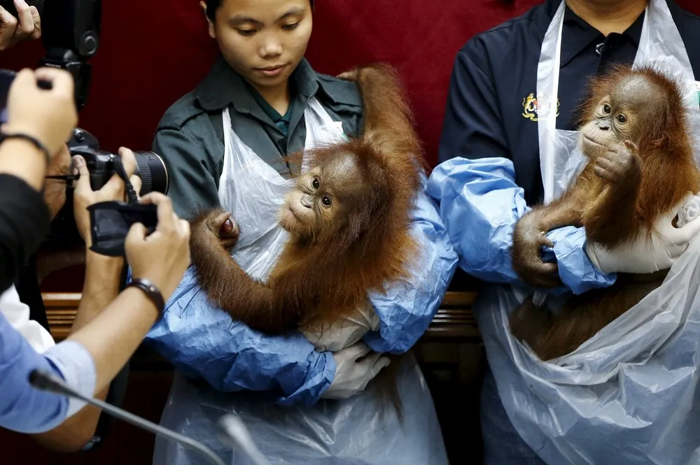 Orangutan Pair Repatriated to Indonesia