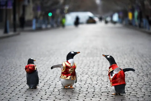 Penguins in Tang Suit from Harbin Polarland walk on the Harbin Central Street in Heilongjiang Province, China on February 10, 2018. (Xinhua News Agency/Rex Features/Shutterstock)
