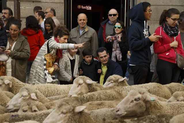 People look as shepherds lead their sheep through the centre of Madrid, Spain, Sunday, October 25, 2015. (Photo by Daniel Ochoa de Olza/AP Photo)