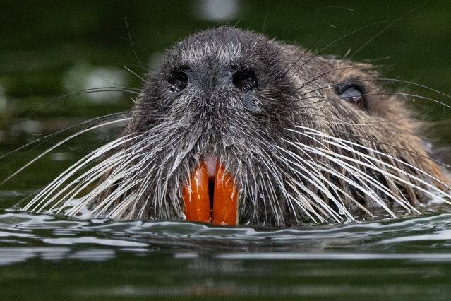 This photograph shows a Nutria, a herbivorous semiaquatic rodent, at a lake of the Bois de Boulogne, western Paris, on July 30, 2025. (Photo by Martin Lelievre/AFP Photo)