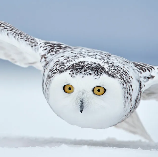 Snowy owl, Canada. (Photo by Markus Varesvuo/BPOTY/Cover Images/The Guardian)