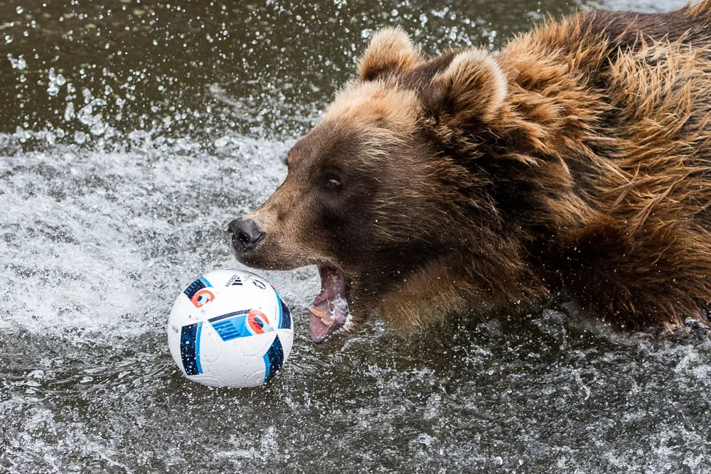 Simply Some Photos: Bears