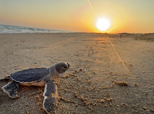 An endangered baby turtle hatched from its egg in its nest on the Belek coast, is trying to reach the open sea by walking along the beach in Antalya, Turkiye on August 05, 2025. In the Belek and Kizilot region, one of the largest nesting areas in the Mediterranean, many baby turtles continue to meet the sea. (Photo by Tahsin Ceylan/Anadolu via Getty Images)