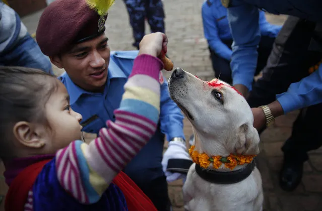 A Nepalese girl feeds a police dog after worshipping the same during Tihar festival celebrations at a police kennel division in Kathmandu, Nepal, Tuesday, November 10, 2015. Dogs are worshipped to acknowledge their role in providing security during Tihar festival, one of the most important Hindu festivals that is also dedicated to the worship of the goddess of wealth Laxmi. (Photo by Niranjan Shrestha/AP Photo)
