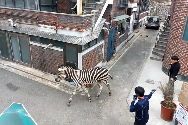 This frame grab taken from video footage provided by the Gwangjin Fire Station on March 23, 2023 and made available via AFPTV on March 24 shows Sero the zebra walking past handlers after escaping from his pen at the Seoul Children's Grand Park in Seoul. A zebra that escaped its pen and roamed freely for hours through the South Korean capital, captivating the internet and sparking thousands of memes, is safely back at the zoo, officials told AFP on March 24. (Photo by Handout/AFP Photo)