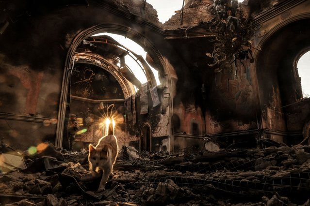 A cat walks on debris in a church damaged by Russian military strike, amid Russia's attack on Ukraine, in the frontline town of Kostiantynivka in Donetsk region, Ukraine on October 13, 2025. (Photo by Oleg Petrasiuk/Press Service of the 24th King Danylo Separate Mechanized Brigade of the Ukrainian Armed Forces/Handout via Reuters)