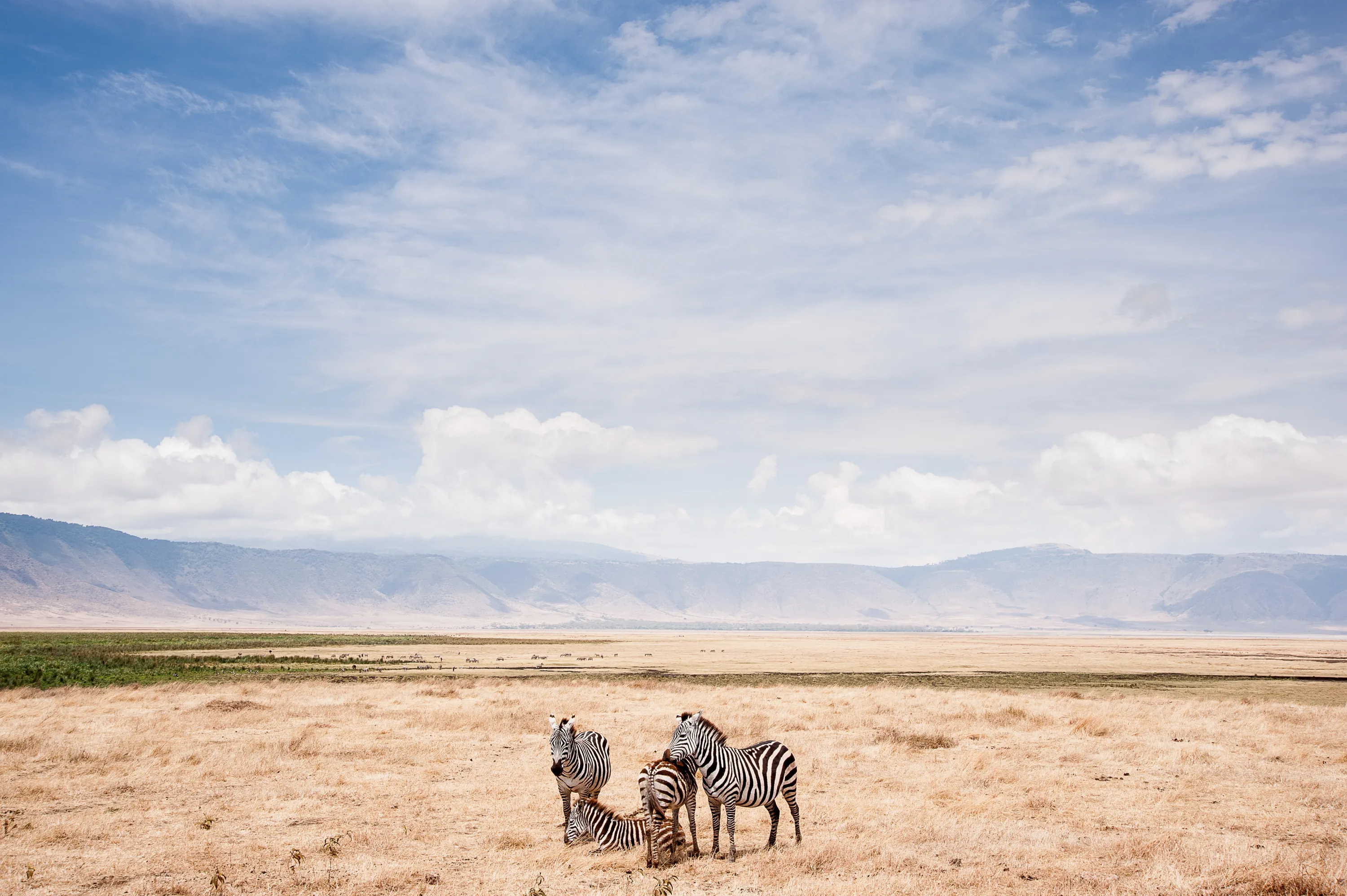 Национальная география. Фотообои Саванна. Обои National Geographic. Обои на рабочий стол Нэшнл географик. Национальная география фотоконкурс.