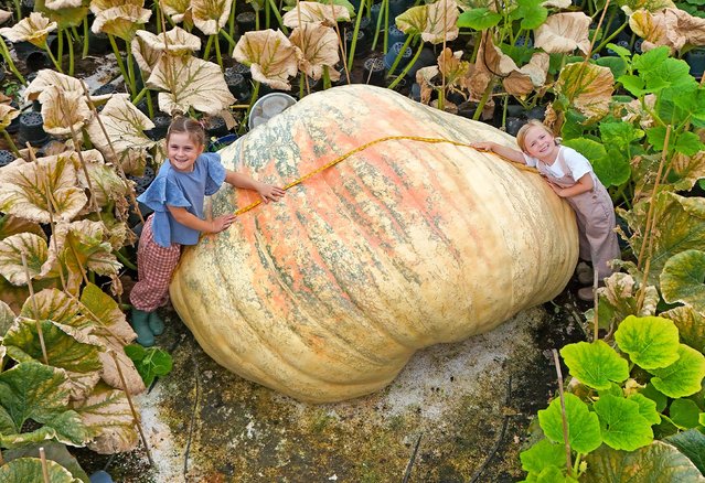 Sisters Martha Syrett, 6, left, and Etta Syrett, 4, right, measure one of Ian Paton's huge pumpkins at Pinetops Nurseries, Lymington, Hants, UK on October 5, 2025. An enormous pumpkin grown by a pair of green-fingered twins has smashed two world records – it is the heaviest and the longest pumpkin on the planet. Ian and Stuart Paton grew the pumpkin which weighed in at 2,819.8 pounds (1,278.8 kg) – the equivalent of about two bulls. (Photo by Ollie Thompson/Solent News & Photo Agency)