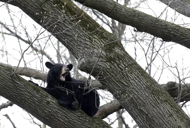 A bear rests in a tree in a suburban area of Paramus, N.J., Monday, April 30, 2018. (Photo by Seth Wenig/AP Photo)