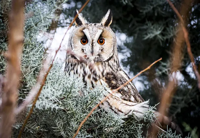 A long-eared owl is seen on a tree in Beyobasi village of Sincan district, Ankara, Turkey on December 14, 2020. Nearly 30 eared forest owls live in the village. (Photo by Emin Sansar/Anadolu Agency via Getty Images)