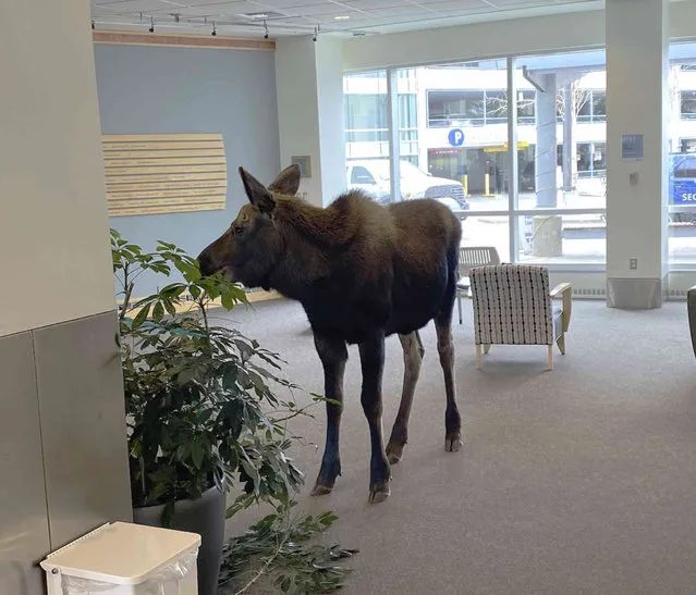 In this Thursday, April 6, 2023, image provided by Providence Alaska, a moose stands inside a Providence Alaska Health Park medical building in Anchorage, Alaska. The moose chomped on plants in the lobby until security was able to shoo it out, but not before people stopped by to take photos of the moose. (Photo by Providence Alaska via AP Photo)