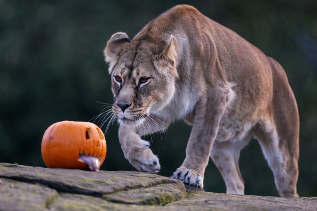 Lionesses Luna inspects a pumpkin in her enclosure at Five Sisters Zoo ahead of Halloween  on October 29, 2025 in West Calder, Scotland. The Five Sisters Zoo outside Edinburgh is home to more than 160 different species from around the world, including rescued animals. (Photo by Jeff J. Mitchell/Getty Images)