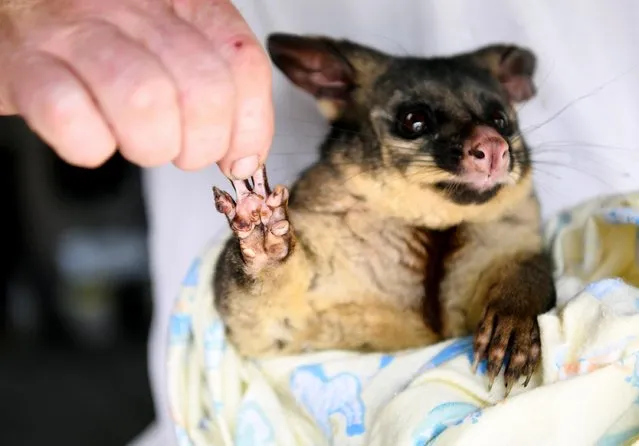 A burnt paw of a brushtail possum is pictured as it is nursed by WIRES volunteers in Merimbula, Australia on January 9, 2020. An estimated 1 billion animals have been killed or injured in Australia's wildfires, according to ecologists at the University of Sydney. (Photo by Tracey Nearmy/Reuters)
