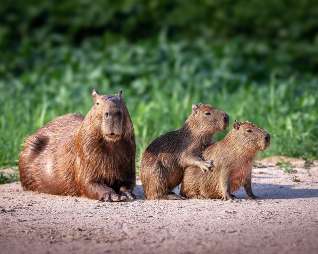 A capybara family pose unwittingly for a portrait in Brazil’s Pantanal wetlands in the first decade of November 2025. Known for their calm demeanour, capybaras are semi-aquatic and are the world’s largest rodents. (Photo by Amber Favorite/TwoPointO Media)